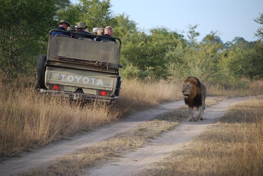 safari, lion, tourist, tourism, africa, brown lion, safari, nature, safari, safari, safari, safari, lion