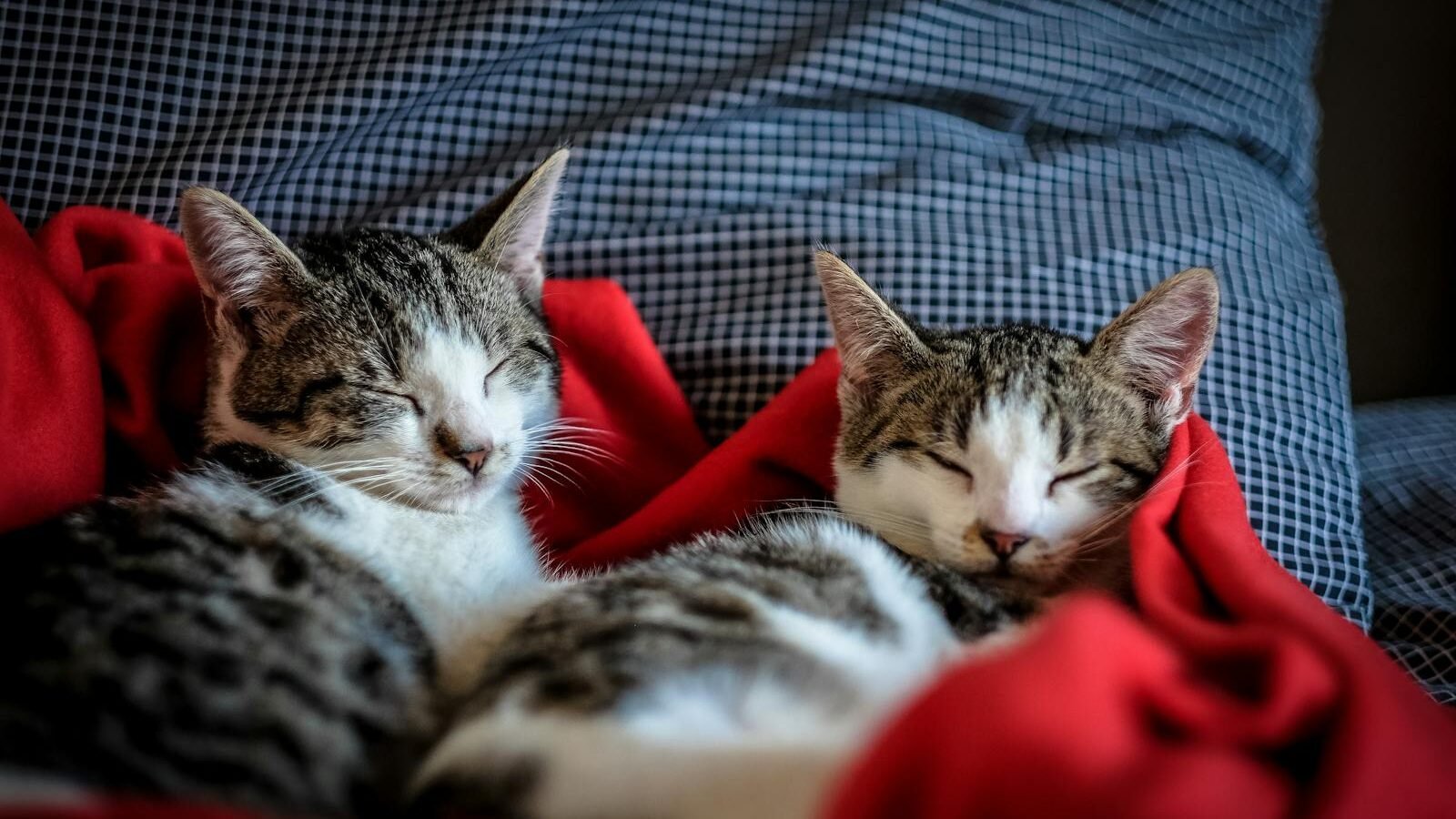 Two tabby cats peacefully sleeping together on a soft red blanket, nestled comfortably against a blue cushion.