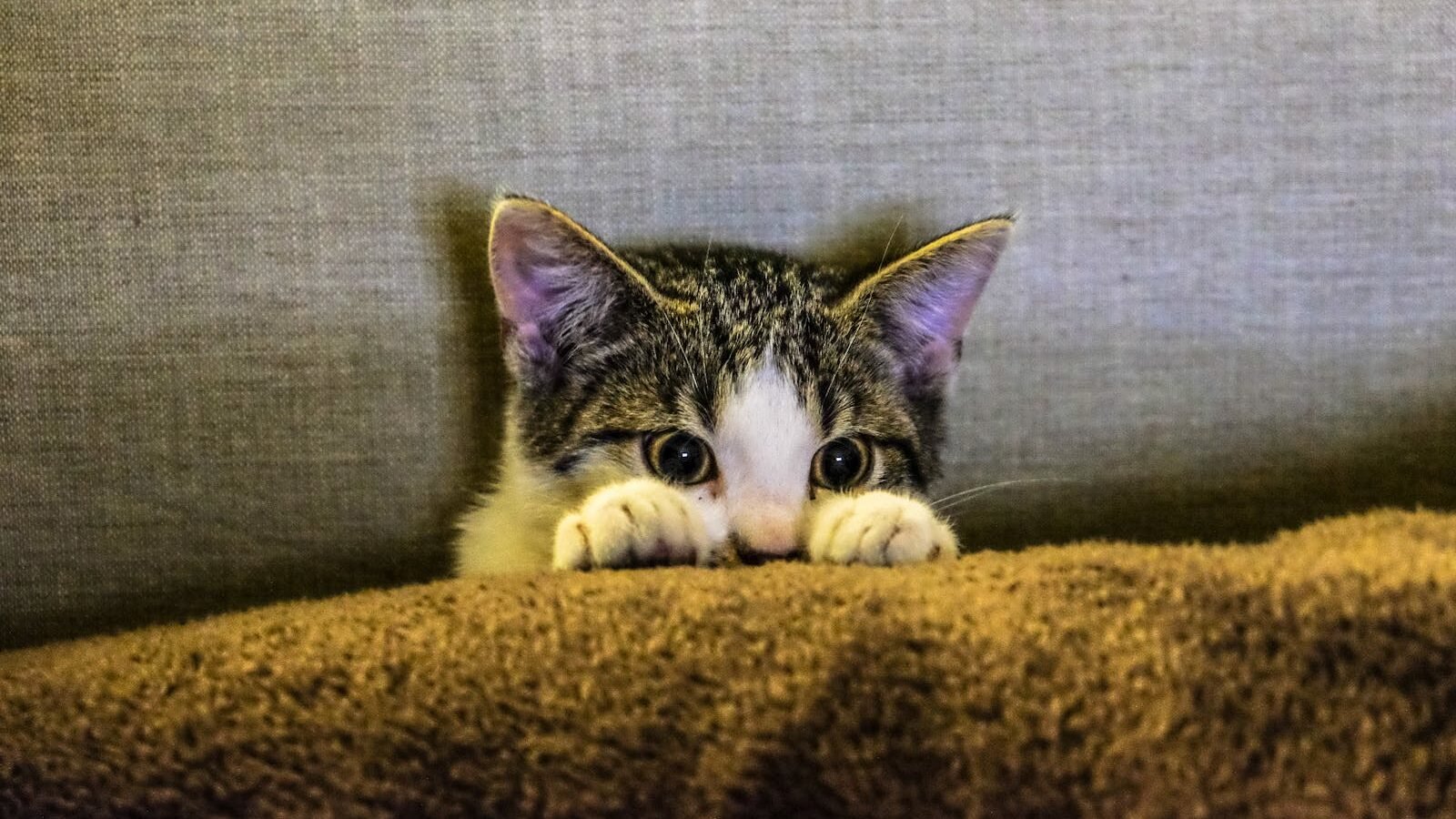 A curious tabby and white kitten peeking over a brown blanket, with its ears perked up and wide eyes expressing curiosity and playfulness.