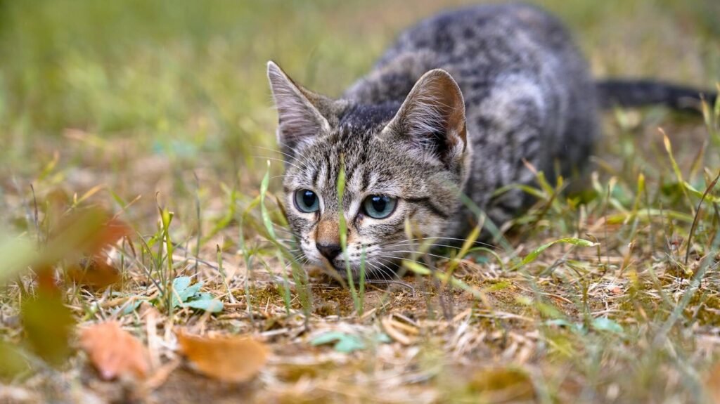 A focused tabby kitten crouched low in the grass, intently observing something in its natural environment.