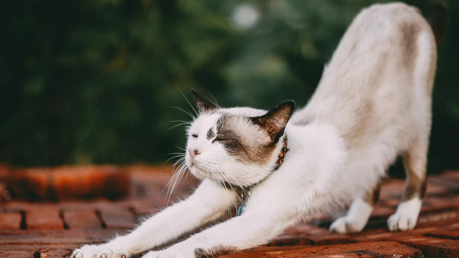 Adorable domestic cat stretching on brick surface in outdoor environment.
