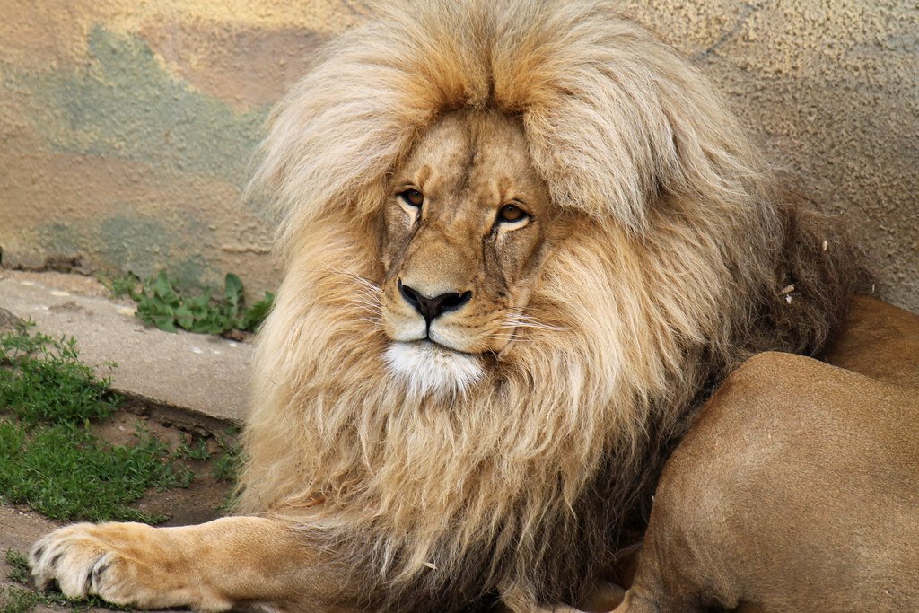 Lion Rewilding: Photography of male lion