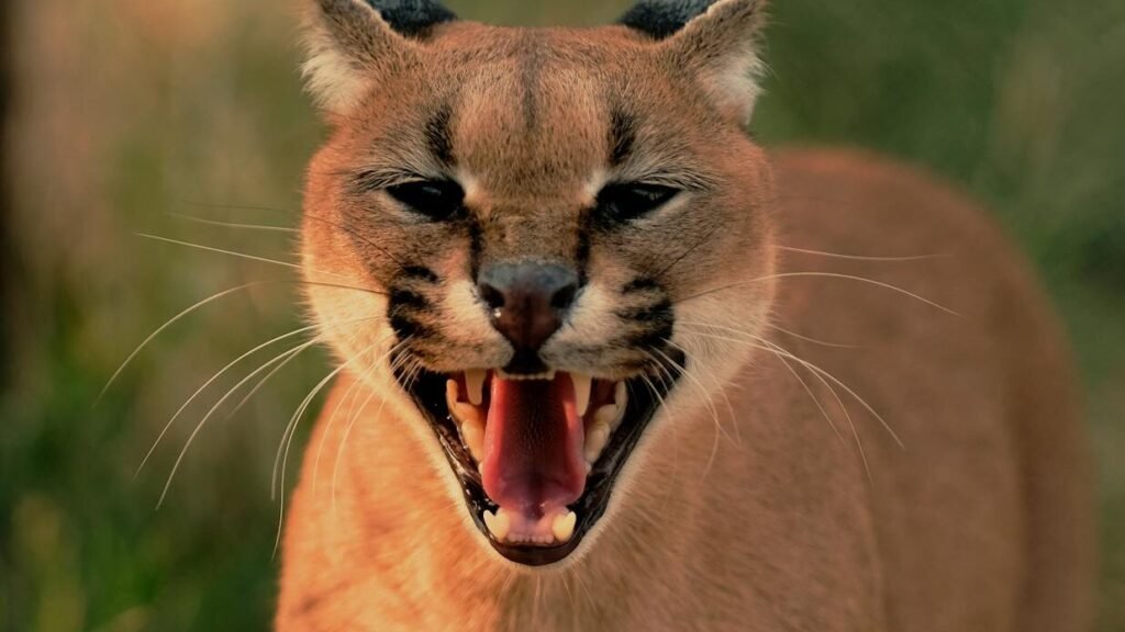A caracal with its mouth open, displaying sharp teeth, set against a blurred natural background of grass and greenery.