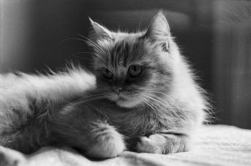 persian cat