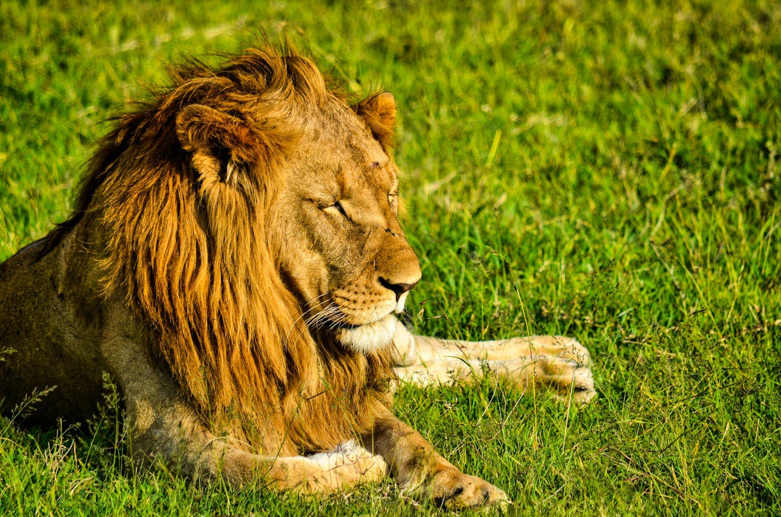 Photo by Bibhash (Polygon.Cafe) Banerjee lion lying on green grass hunting during daytime