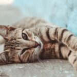 Cats knead: short-coated brown cat