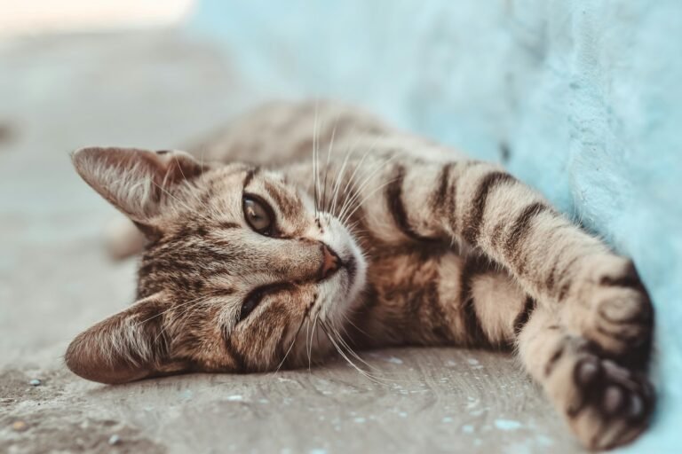 Cats knead: short-coated brown cat