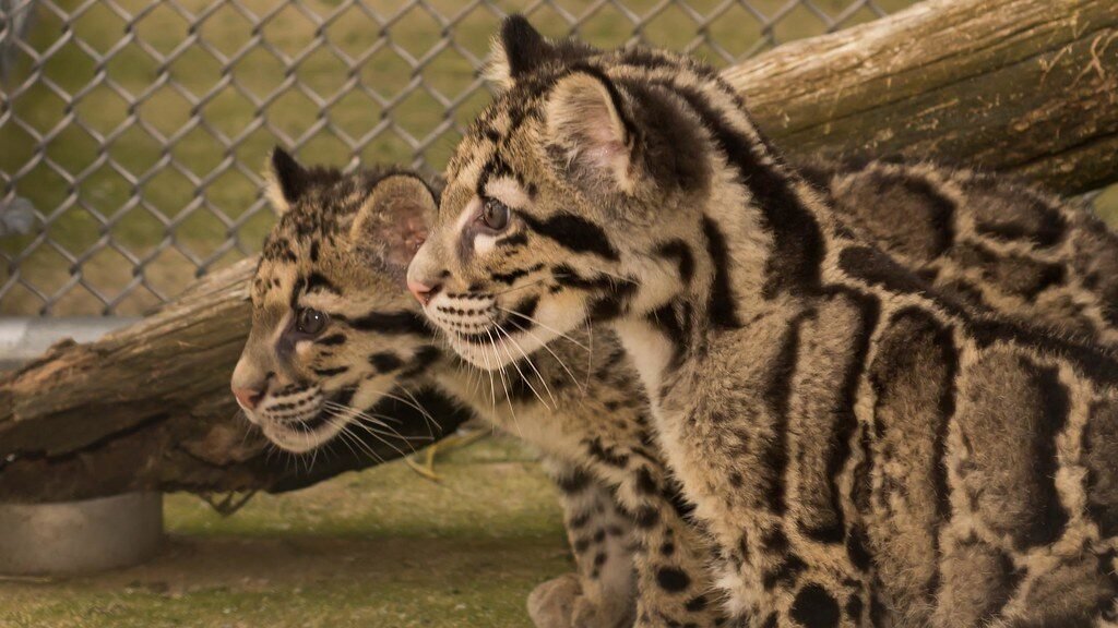 Two clouded leopard cubs in a conservation enclosure, their patterned coats blending into the surroundings.