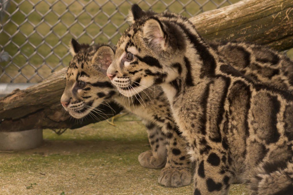 Two clouded leopard cubs in a conservation enclosure, their patterned coats blending into the surroundings.