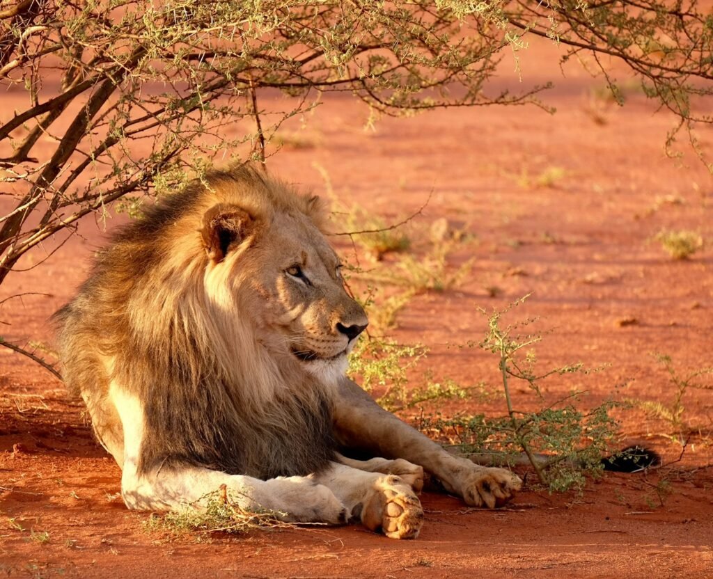 Ecosystem: lion leaning near tree during daytime