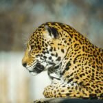Cats fascination: a large leopard laying on top of a rock