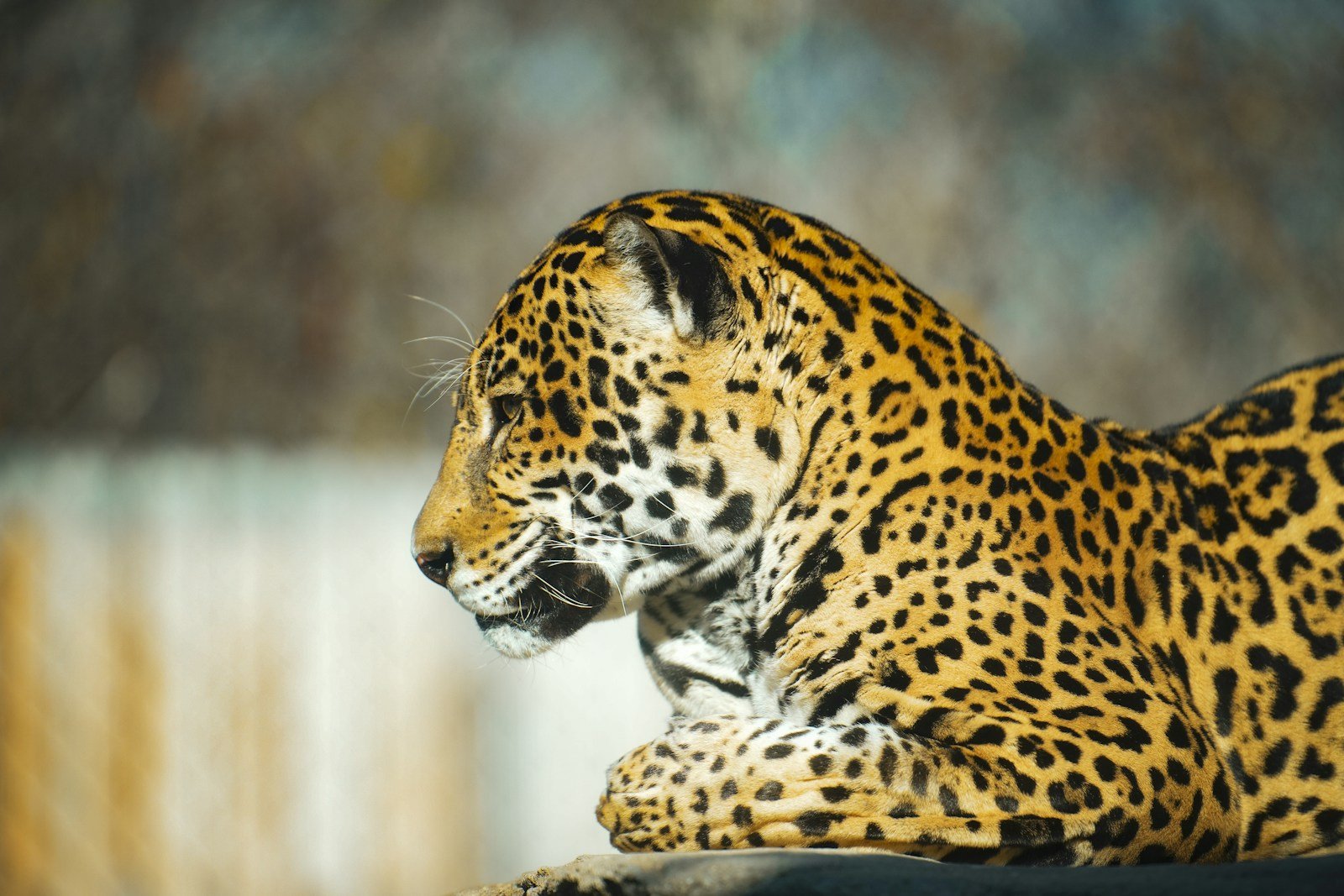 Cats fascination: a large leopard laying on top of a rock