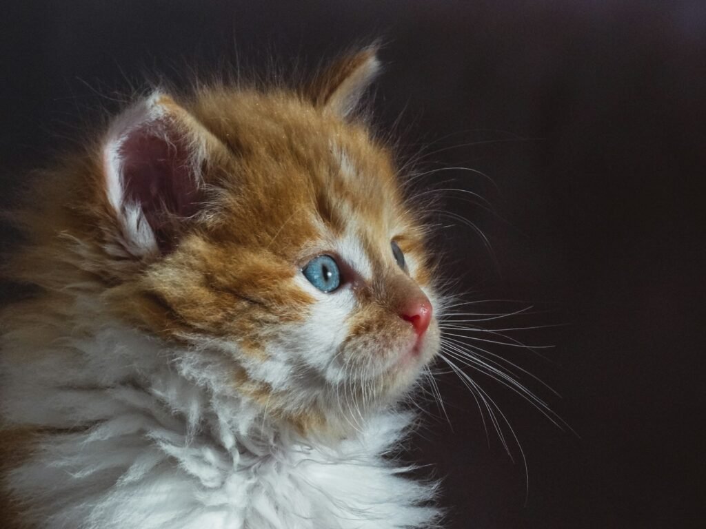 ecosystem: a cat with blue eyes