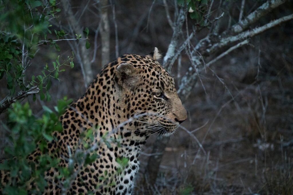 cat reflexes: focus photography of leopard near tree
