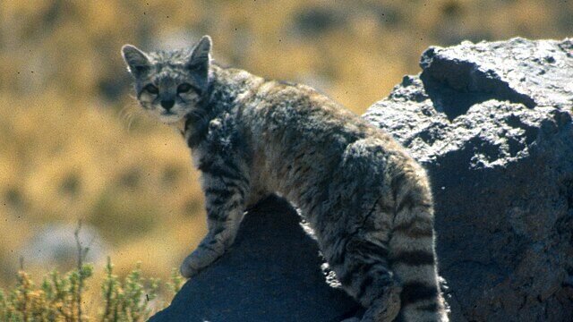 An Andean cat standing on a rocky terrain, its thick fur blending with the mountainous landscape.