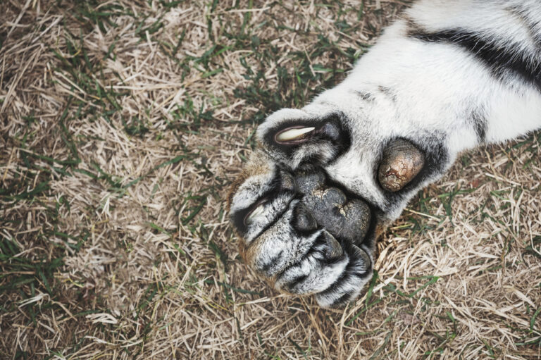 How Big Cats Developed Their Iconic Claws