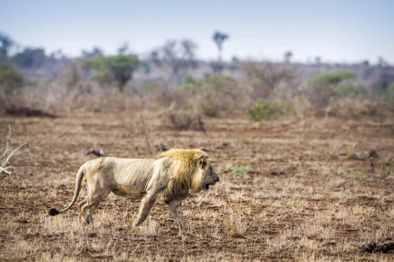 The Impact of Climate Change on Big Cat Prey Species