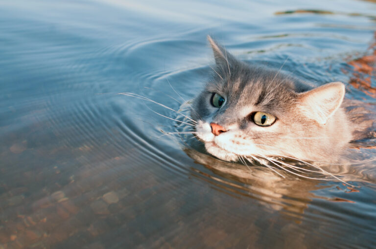 Why Some Cats Fear Water While Others Love It