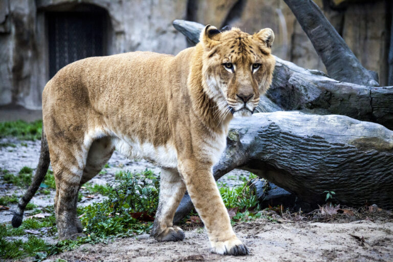 The Truth About Hybrid Big Cats Like Ligers and Tigons