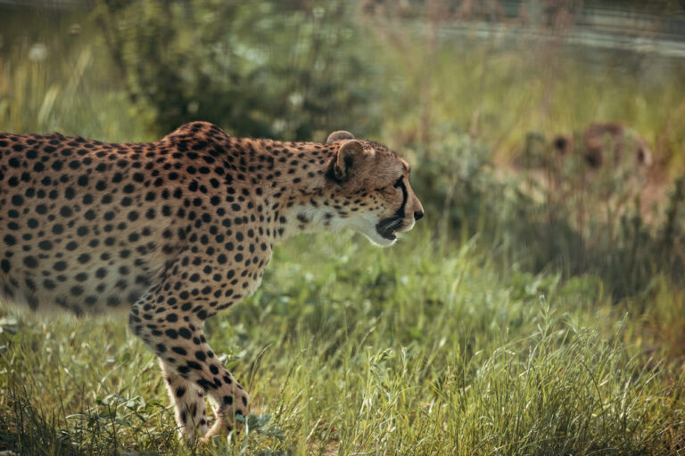 The Role of Big Cats in Grassland Habitats