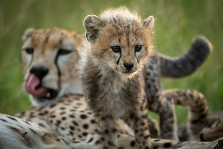 The Role of Genetics in Big Cat Species Survival