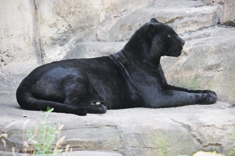 Are Black Panthers Misunderstood Symbols of Fear or Strength?
