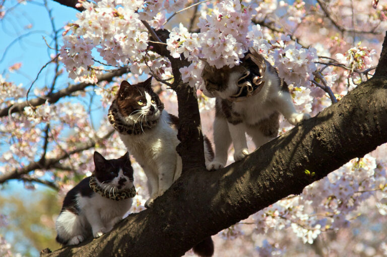 How Cats Became Symbols of Luck in Japanese Culture