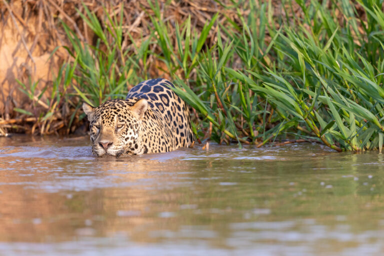 How Jaguars Use Rivers as Their Hunting Grounds