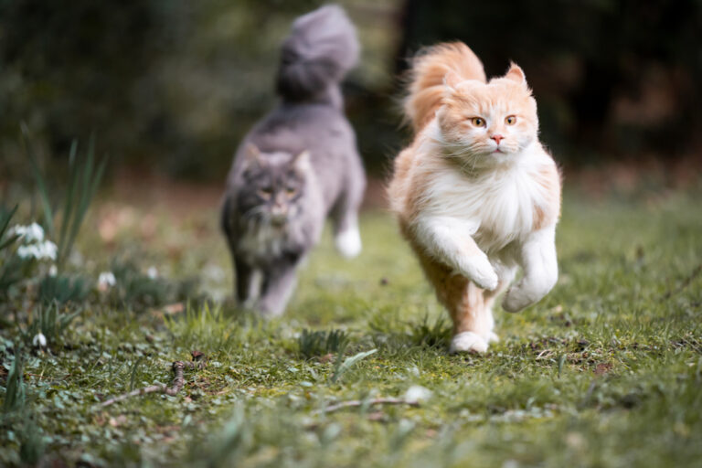 How Cats Form Social Hierarchies With Other Pets