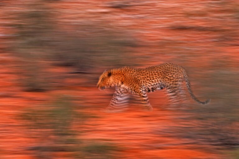 How Wild Cats Have Adapted to Extreme Desert Environments