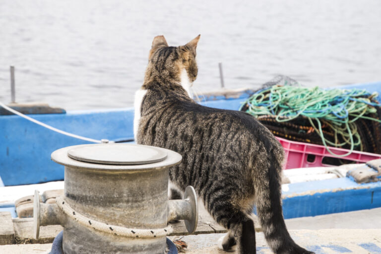 The Role of Cats in Maritime Exploration