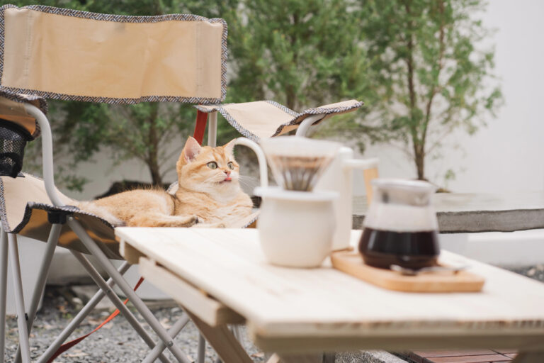Famous Cat Cafés Around the World