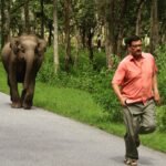 A man running on a road with an elephant following closely behind in a forested area.