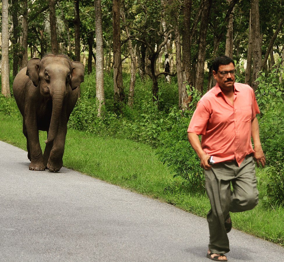 A man running on a road with an elephant following closely behind in a forested area.