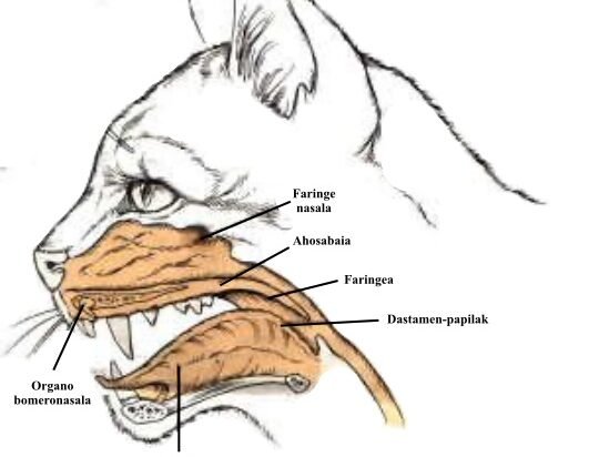 Anatomical illustration of a cat's Jacobson’s organ, highlighting its position and connection to the nasal passages.