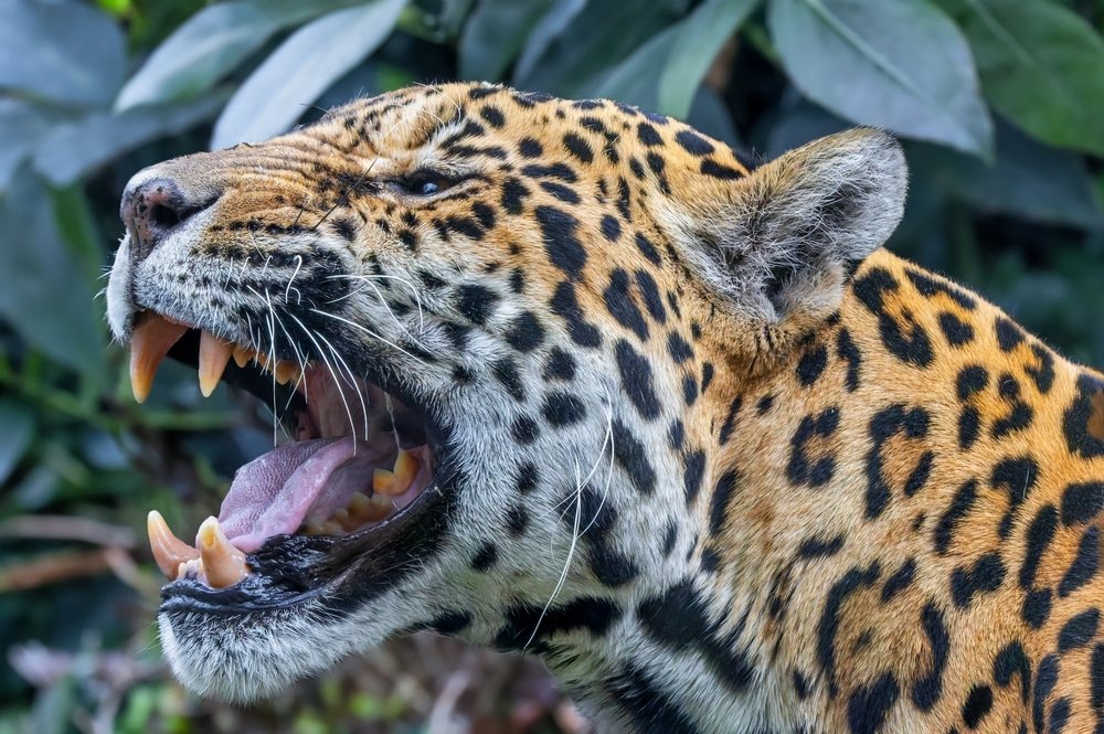 panthera,Onca
