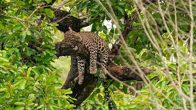 A leopard resting on a tree branch, surrounded by dense green foliage in the jungle.