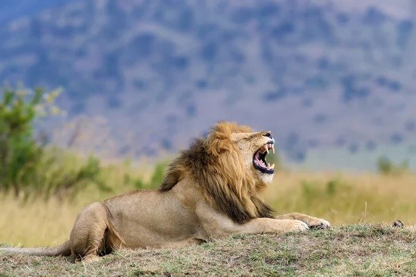 Roar of lion