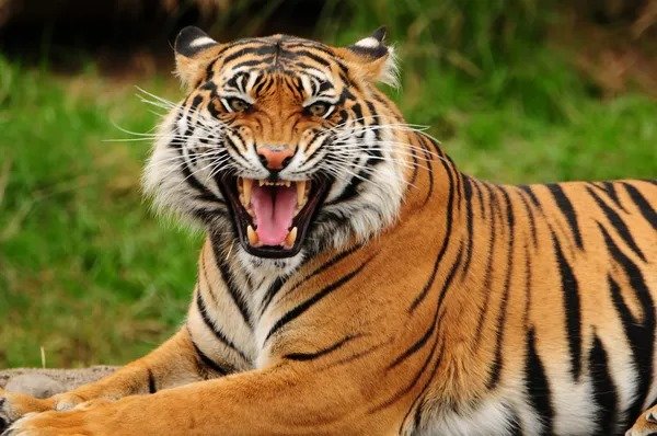 Agressive tiger in jungle