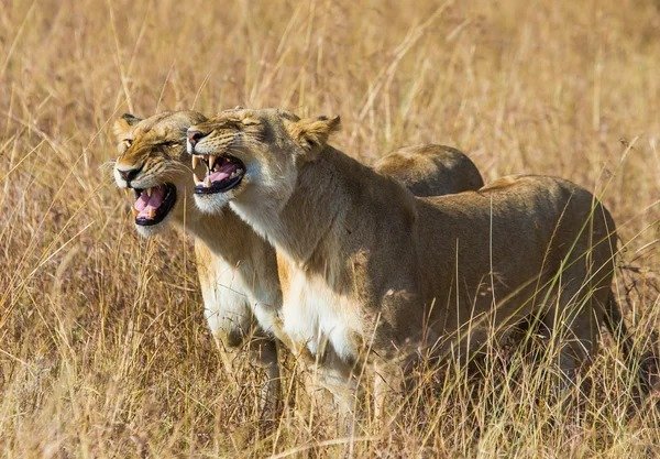 lionesess roar