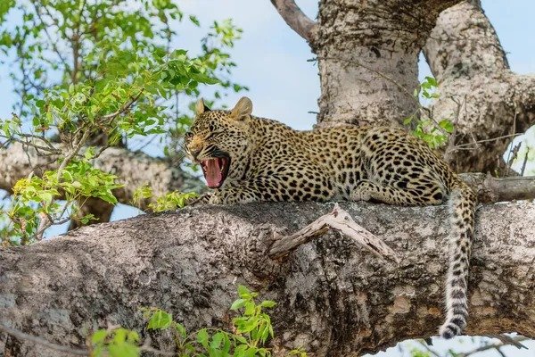leopard roaring from tree