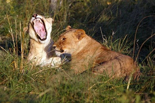 one lions resting with one roaring.