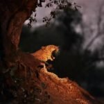 A jaguar in the wild, roaring at dawn.