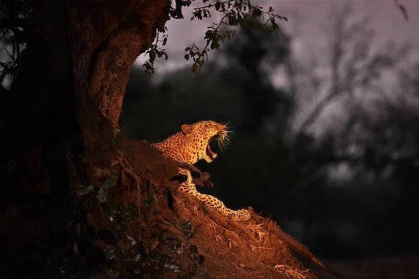 A jaguar in the wild, roaring at dawn.