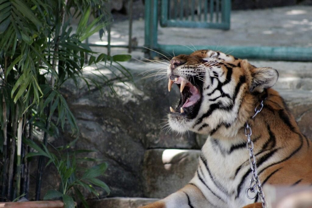 tiger in zoo