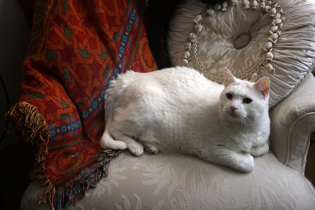 cat evolution: Ancient cat