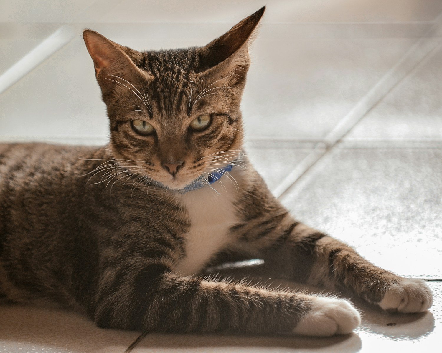 Photo by Imageworx Postproduction Cat warmth: a cat laying on the floor looking at the camera