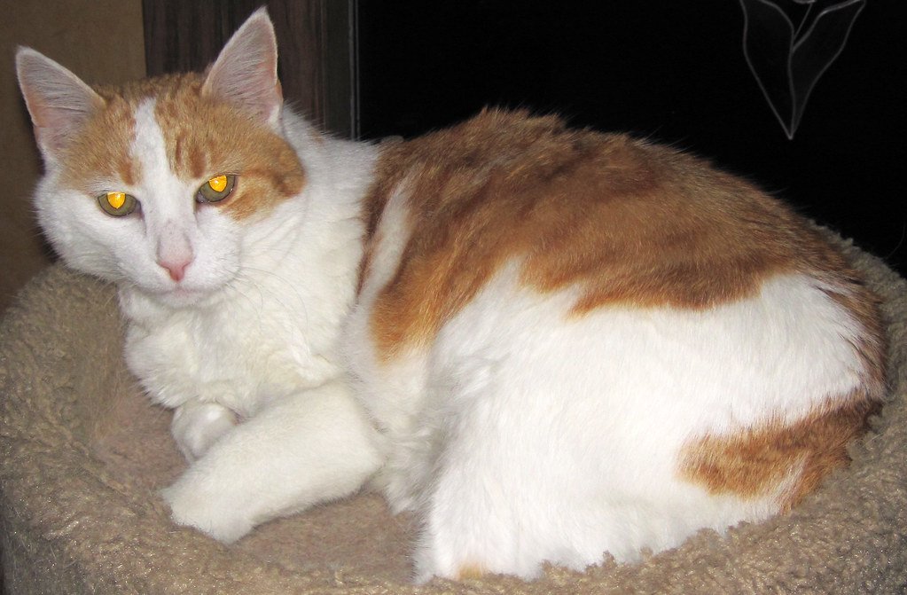 Eyeshine in Felis catus (domestic cat) (Newark, Ohio, USA) 5 Domestic cat: Eyeshine in Felis catus (domestic cat) (Newark, Ohio, USA) 5