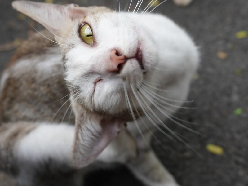 Close-up of a curious white and gray cat tilting its head upward, with a playful expression and whiskers prominently visible. 