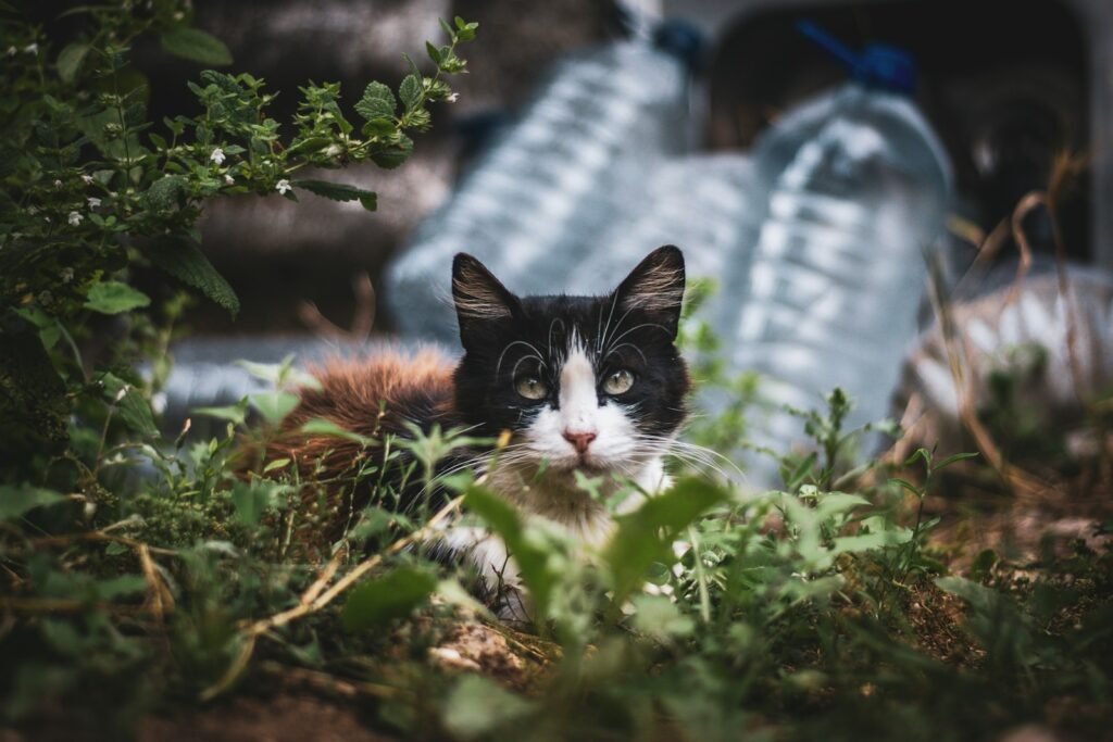 public park: A black and white cat laying in the grass